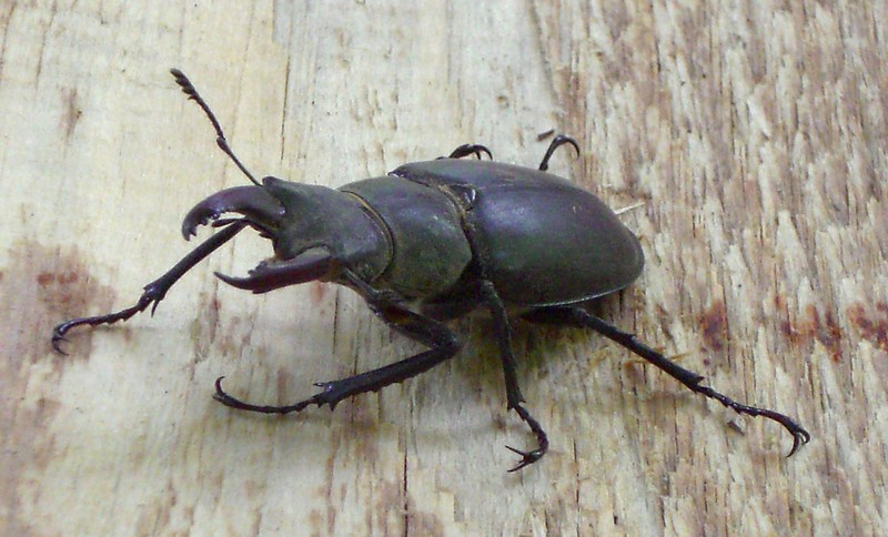 Lucanus cervus